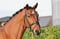 Horse ad