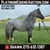 Horse ad