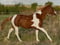 Anuncio de caballos