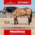 Annuncio cavallo