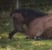 Horse ad