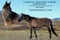 Horse ad