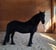 Horse ad