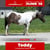 Annuncio cavallo