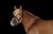 Annuncio cavallo