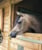 Horse ad