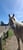 Annuncio cavallo