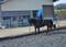 Horse ad