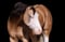 Annonce cheval