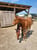 Horse ad