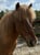 Annuncio cavallo