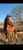Horse ad