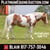 Horse ad