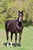 Horse ad