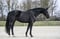 Annonce cheval