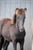 Annuncio cavallo