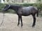 Horse ad
