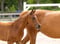 Annuncio cavallo