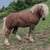 Horse ad