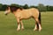 Annuncio cavallo