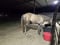 Annuncio cavallo