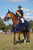 Annuncio cavallo
