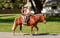 Horse ad