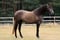 Horse ad