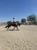 Horse ad