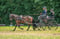 Horse ad