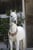 Horse ad