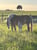 Annuncio cavallo
