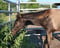 Annuncio cavallo