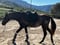 Horse ad