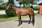 Annonce cheval
