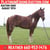 Horse ad