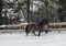 Horse ad
