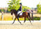 Horse ad