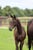 Annuncio cavallo