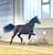 Horse ad