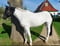 Horse ad