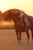 Horse ad