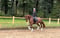 Paardadvertentie