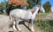 Horse ad