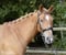 Annuncio cavallo
