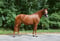 Horse ad