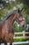 Annuncio cavallo