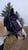 Horse ad