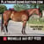 Horse ad