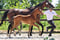 Annonce cheval